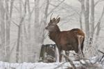 Jelen lesní (Cervus elaphus)