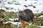 Nutrie říční  (Myocastor coypus)