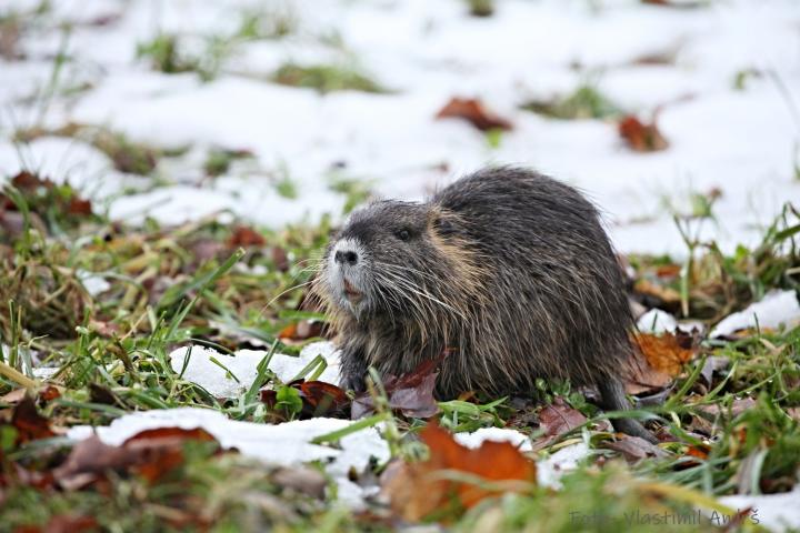 Nutrie říční  (Myocastor coypus)