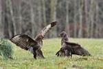 Káně lesní (Buteo buteo)