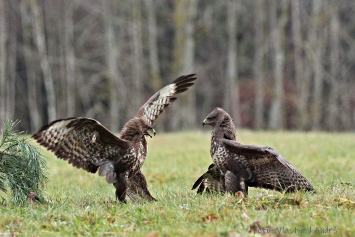Káně lesní (Buteo buteo)