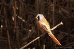 Sýkořice vousatá (Panurus biarmicus)
