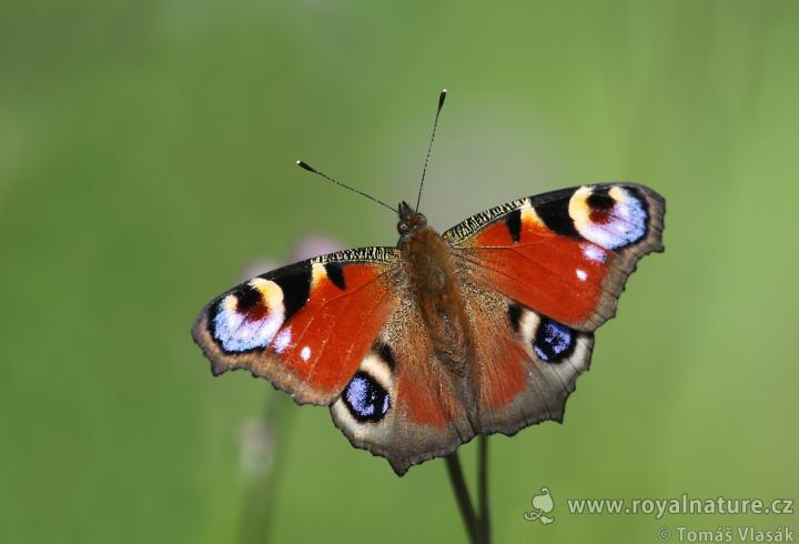 Babočka paví oko (Pavo oculus papilio)