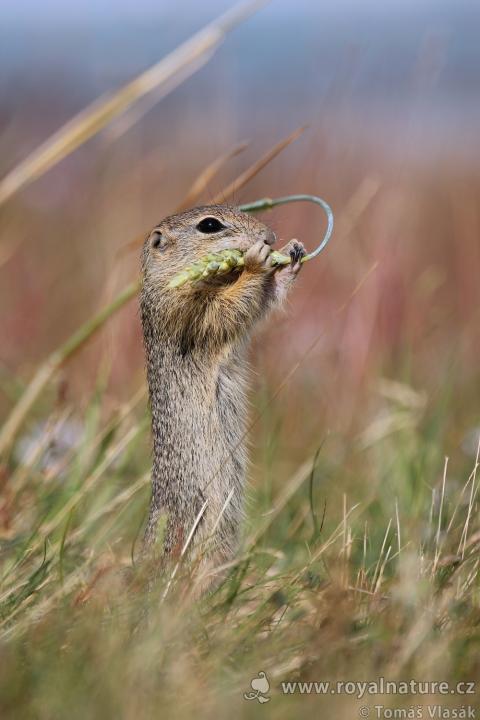 Sysel obecný (Citellus citellus)