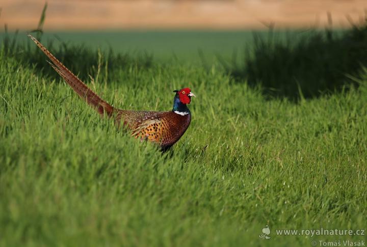 Bažant obecný (Phasianus colchicus)