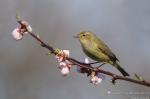 Budníček menší (Phylloscopus collybita)