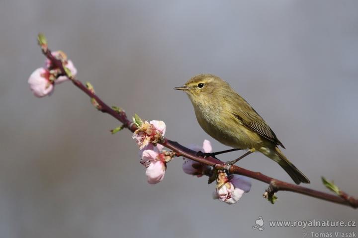 Budníček menší (Phylloscopus collybita)