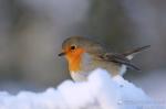 Červenka obecná (Erithacus rubecula)