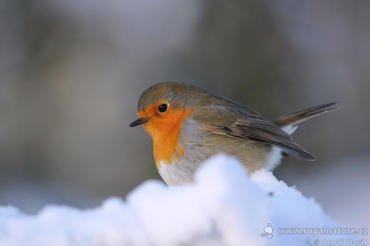 Červenka obecná (Erithacus rubecula)