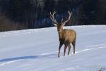 Jelen lesní (Cervus elaphus)