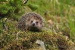 Ježek západní (Erinaceus europaeus)