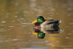  Kachna divoká ( Mallard)