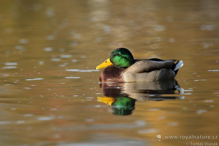  Kachna divoká ( Mallard)