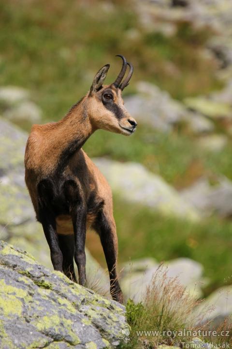 Kamzík horský (Rupicapra rupicapra)