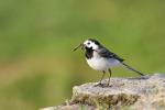 Konipas bílý  (Motacilla alba)