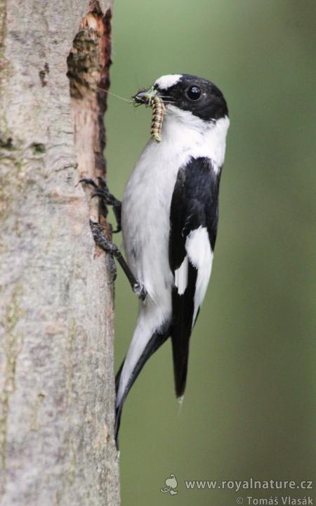 Lejsek bělokrký (Ficedula albicollis)