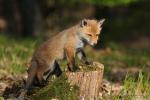  Liška obecná ( Vulpes Vulpes)