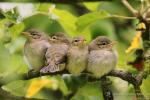 Budníček menší (Phylloscopus collybita)