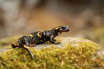 Mlok skvrnitý (Salamandra salamandra)