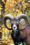 Muflon (Ovis musimon)