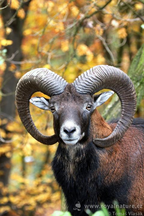 Muflon (Ovis musimon)