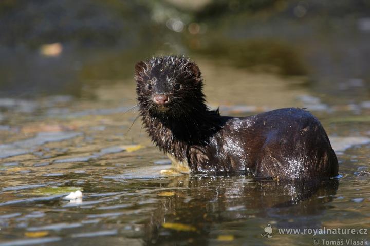 Norek evropský (Mustela lutreola)