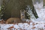  Srnec obecný ( Capreolus capreolus )
