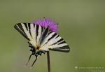 otakárek_ovocný (Iphiclides podalirius)
