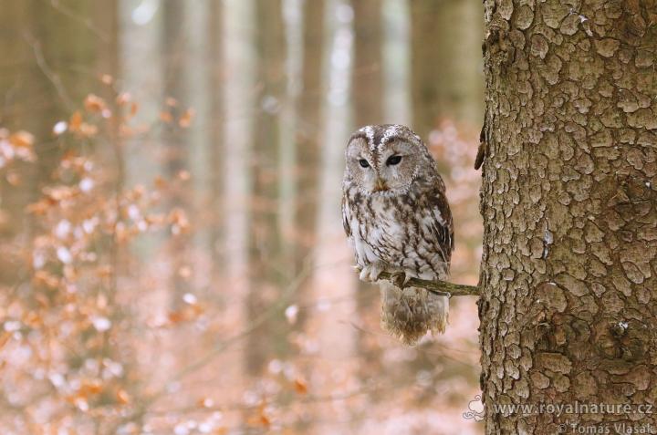 Puštík obecný (Strix aluco)