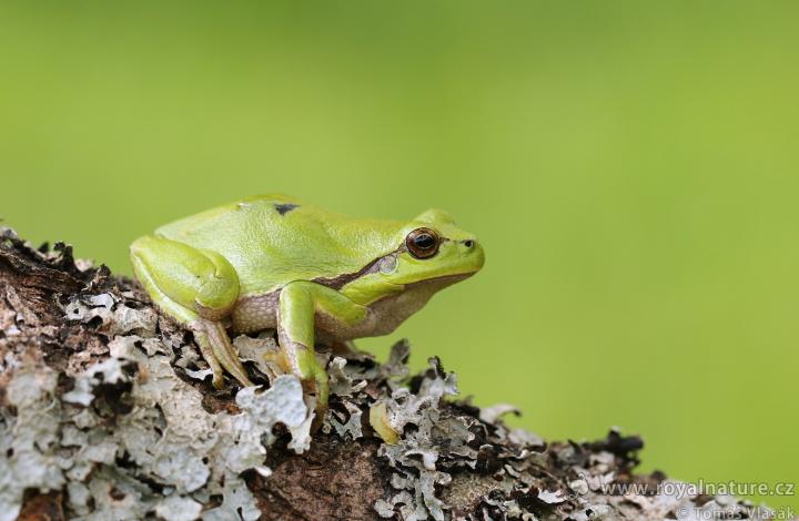 Rosnička zelená (Arbor viridis ranae)
