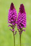 Rudohlávek jehlancovitý (Anacamptis pyramidalis)