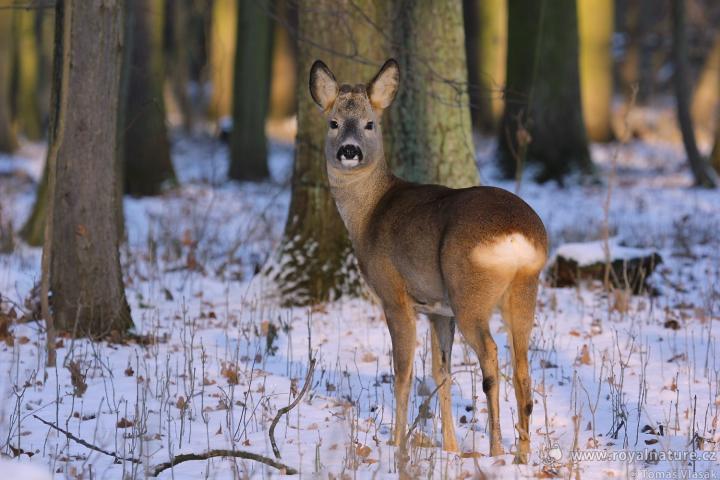  Srnec obecný ( Capreolus capreolus )