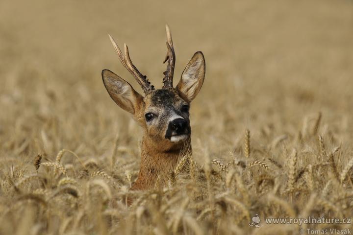  Srnec obecný ( Capreolus capreolus )
