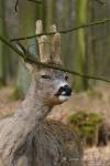  Srnec obecný ( Capreolus capreolus )