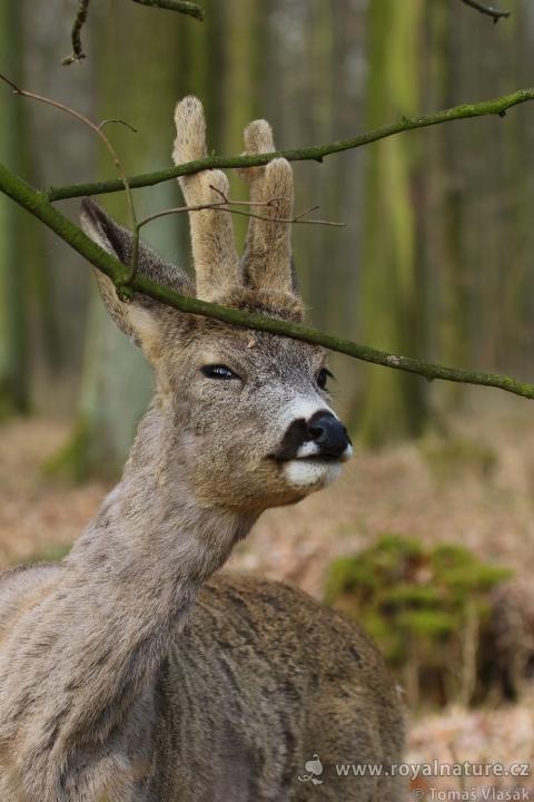 Srnec obecný ( Capreolus capreolus )