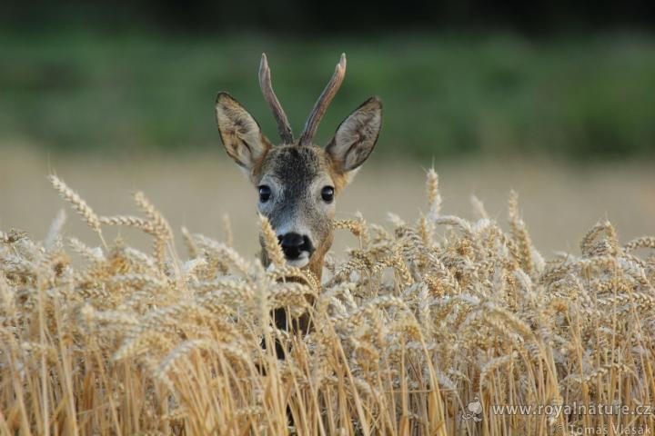  Srnec obecný ( Capreolus capreolus )