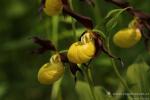 Střevíčník pantoflíček (Cypripedium calceolus)