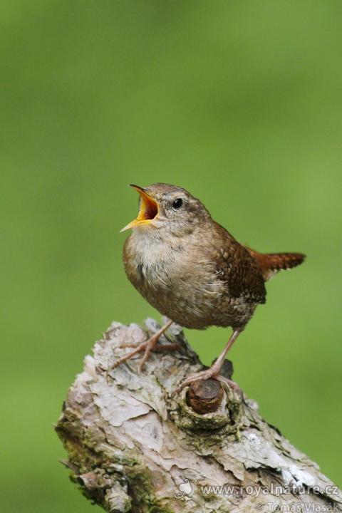 Střízlík obecný (Troglodytes troglodytes)