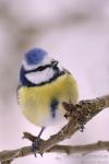 Sýkora modřinka (Parus caeruleus)