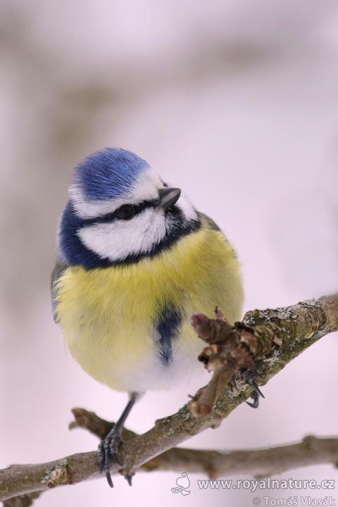 Sýkora modřinka (Parus caeruleus)
