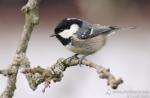 Sýkora uhelníček (Parus ater)
