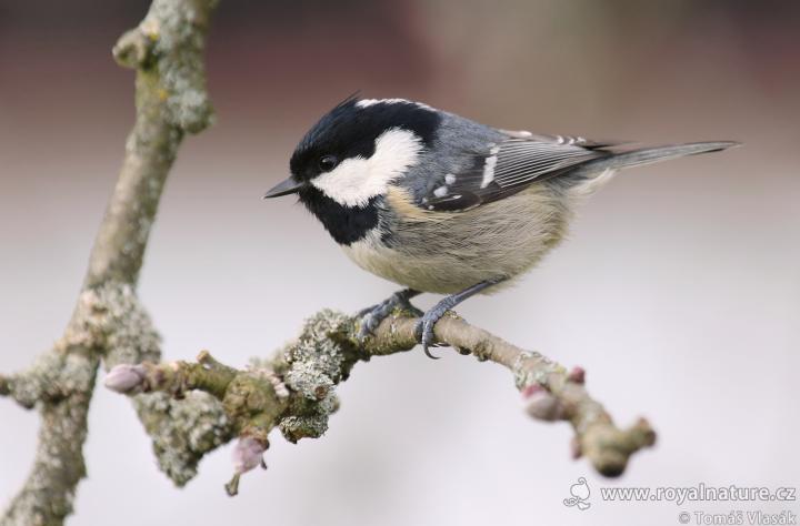 Sýkora uhelníček (Parus ater)