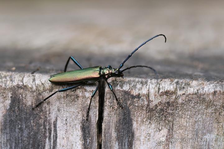 Tesařík pižmový (Aromia moschata)