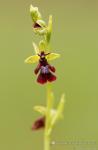 Tořič hmyzonosný (Ophrys insectifera)