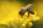 Včela medonosná (Honeybee)