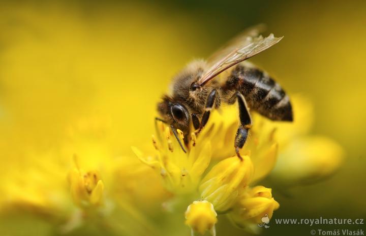Včela medonosná (Honeybee)