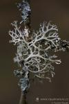 Větvičník slívový (Evernia prunastri)