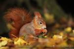 Veverka obecná (Sciurus vulgaris)