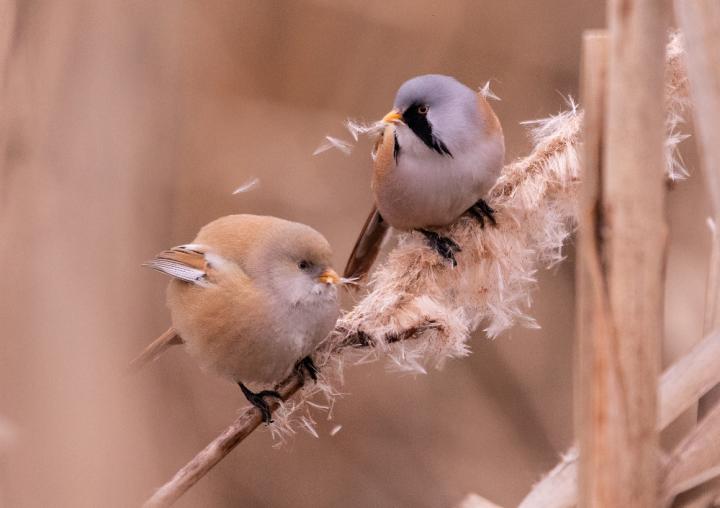 Sýkořice vousatá (Panurus biarmicus)