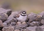 Kulík říční (Charadrius dubius)